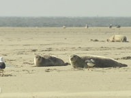 NaturNah - Wildes Borkum